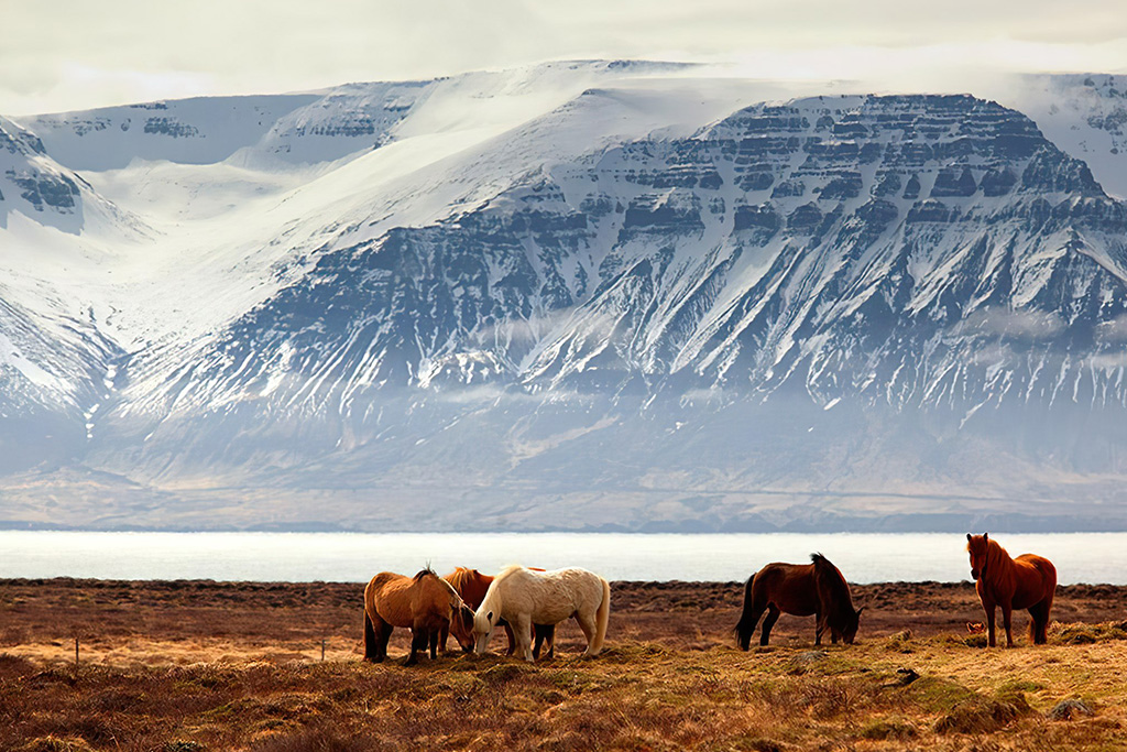 City Break 4 nuits - Aventures et aurores boréales by Ôvoyages, Séjour Islande par Ôvoyages City Break 4 nuits - Aventures et aurores boréales by Ôvoyages, Séjour Islande par Ôvoyages