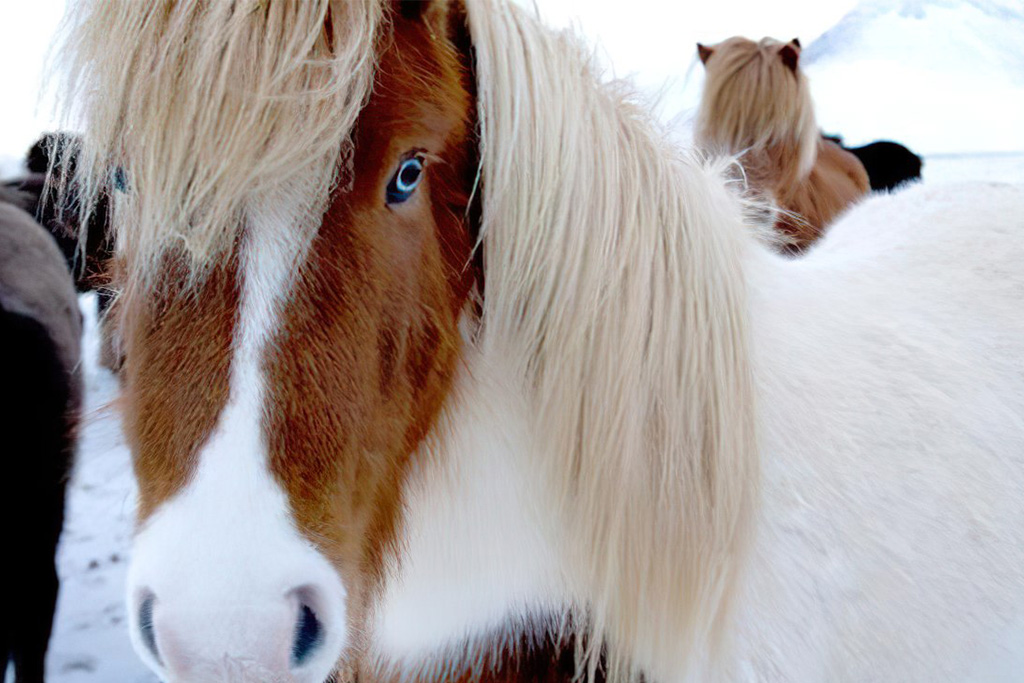 ISLANDE | 5j/4n - Reykjavík - City break « Bien-être et aurores boréales by Ôvoyages » - 3 activités incluses, Séjour Islande par Ôvoyages ISLANDE | 5j/4n - Reykjavík - City break « Bien-être et aurores boréales by Ôvoyages » - 3 activités incluses, Séjour Islande par Ôvoyages