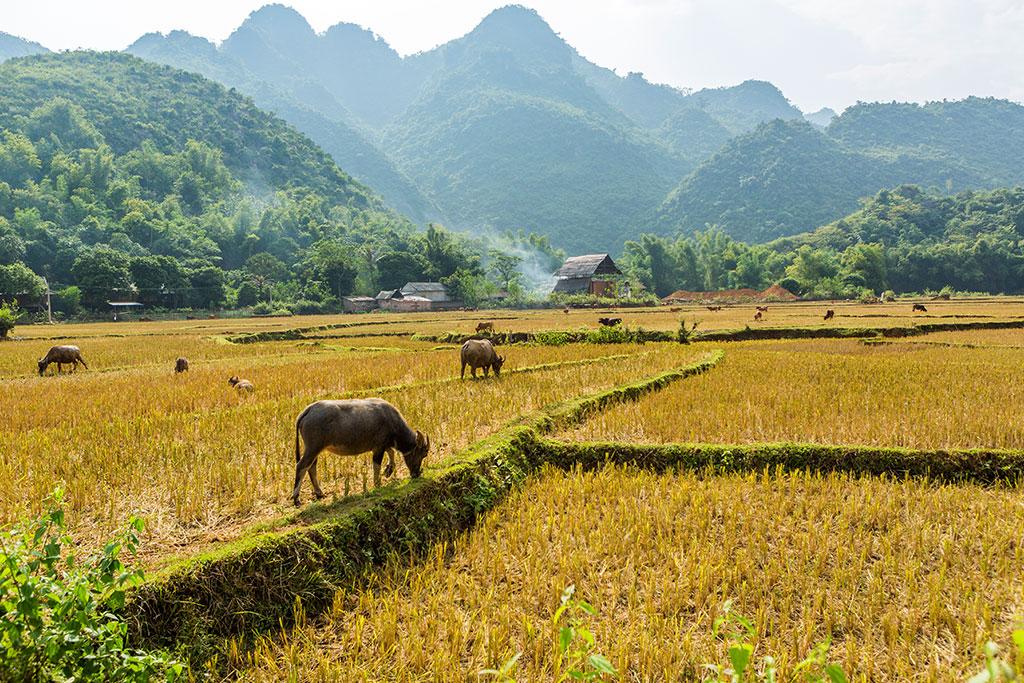 Circuit Epopée Authentique du Vietnam 19 nuits 4/5* 22 jours / 19 nuits, Circuit Vietnam par Ôvoyages Circuit Epopée Authentique du Vietnam 19 nuits 4/5* 22 jours / 19 nuits, Circuit Vietnam par Ôvoyages