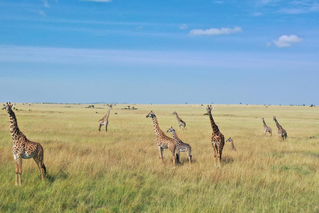 Circuit : Masai Mara, Lac Naivasha & Amboseli 3*, Circuit Kenya par Ôvoyages Circuit : Masai Mara, Lac Naivasha & Amboseli 3*, Circuit Kenya par Ôvoyages