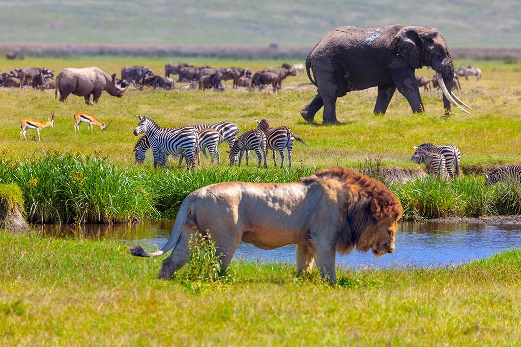 Circuit Kilimandjaro, Ngorongoro, Lac Manyara & Serengeti, Circuit Tanzanie par Ôvoyages