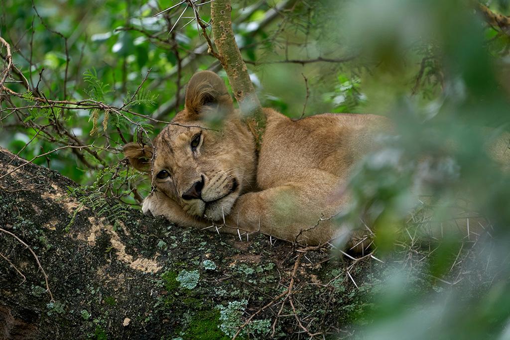 Circuit Kilimandjaro, Ngorongoro, Lac Manyara & Serengeti, Circuit Tanzanie par Ôvoyages