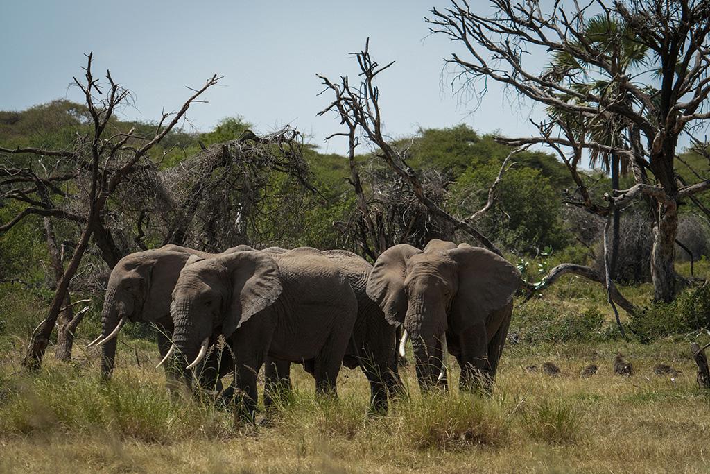 Circuit Kilimandjaro, Ngorongoro, Lac Manyara & Serengeti, Circuit Tanzanie par Ôvoyages
