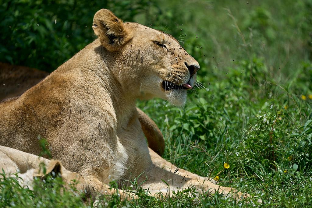 Circuit Kilimandjaro, Ngorongoro, Lac Manyara & Serengeti, Circuit Tanzanie par Ôvoyages