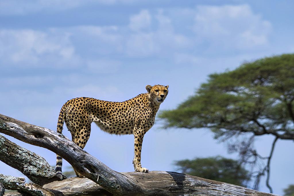 Circuit Kilimandjaro, Ngorongoro, Lac Manyara & Serengeti, Circuit Tanzanie par Ôvoyages