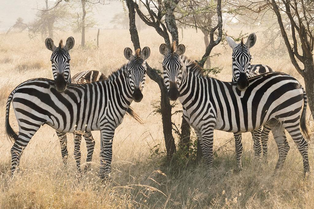 Circuit Kilimandjaro, Ngorongoro, Lac Manyara & Serengeti, Circuit Tanzanie par Ôvoyages