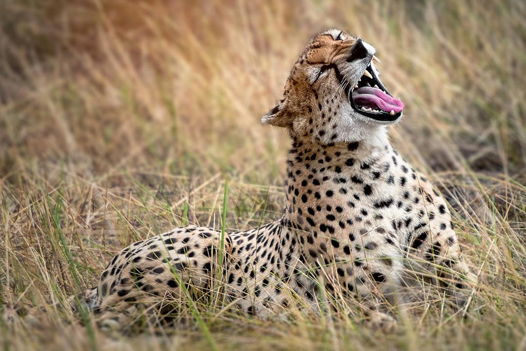 Circuit Kilimandjaro, Ngorongoro, Lac Manyara & Serengeti, Circuit Tanzanie par Ôvoyages