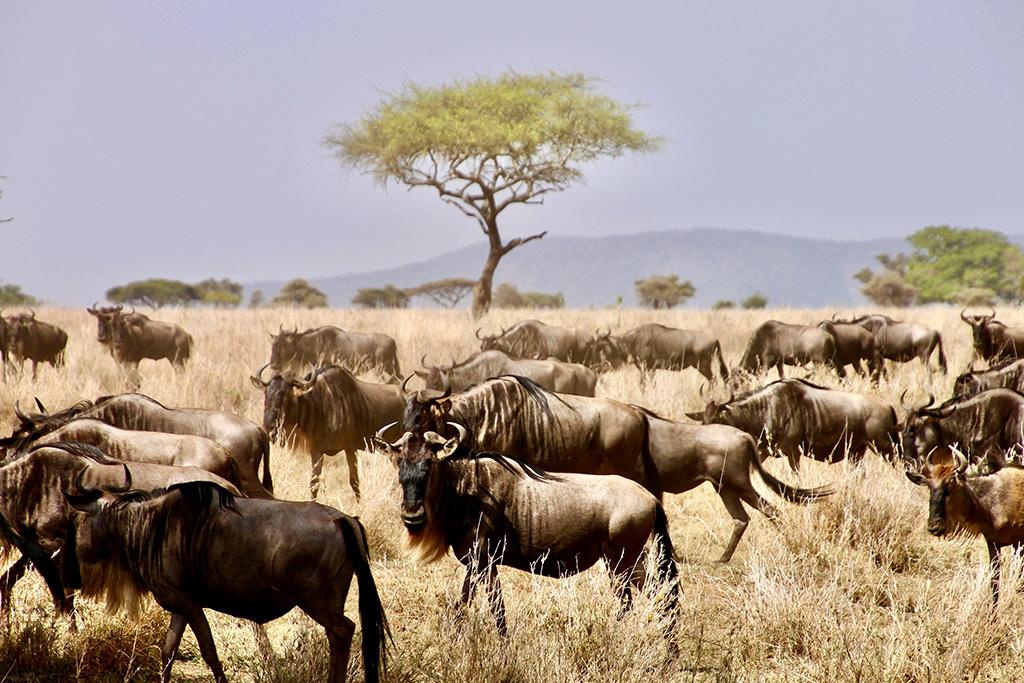 Circuit Kilimandjaro, Ngorongoro, Lac Manyara & Serengeti, Circuit Tanzanie par Ôvoyages