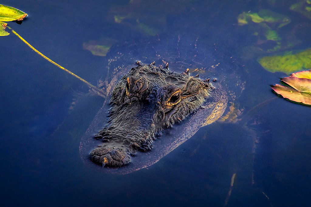 Circuit Best of Florida de Miami aux Keys 2* & 3*, Circuit Etats-Unis, Floride, Miami par Ôvoyages