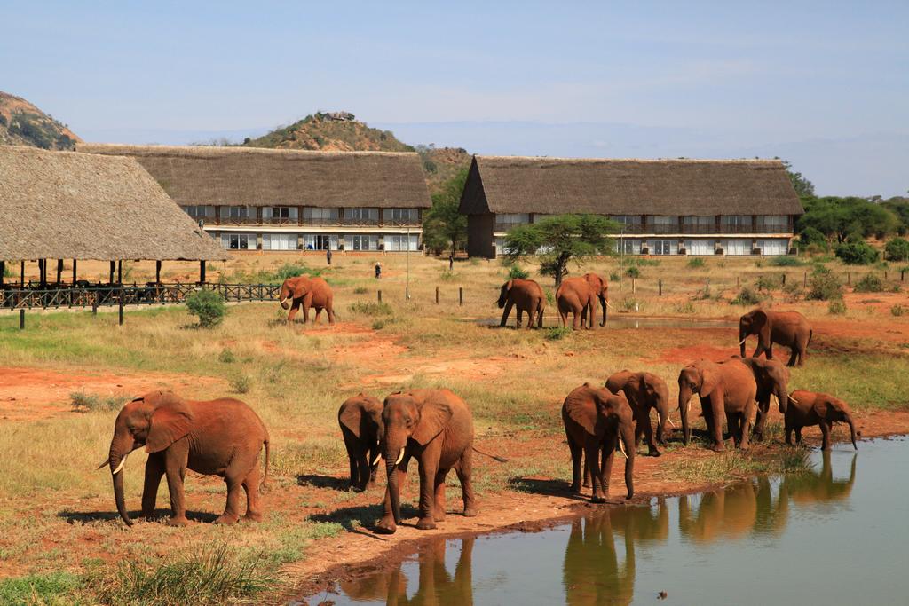 Kenya - Circuit Safari Masai Mara, Amboseli et Tsavo Est & Extension au Diani Sea Resort 4*