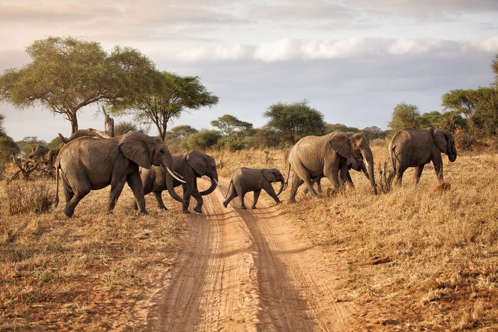 Tanzanie - Zanzibar - Circuit Safari Privatif Serengeti
