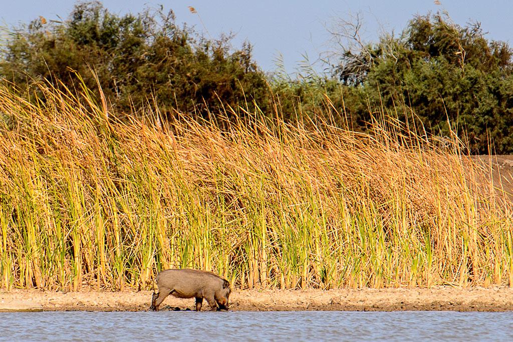 Combiné Circuit Balade Sénégalaise 3* & Ôclub Experience African Village Bougainvillées 3*, Circuit Sénégal par Ôvoyages