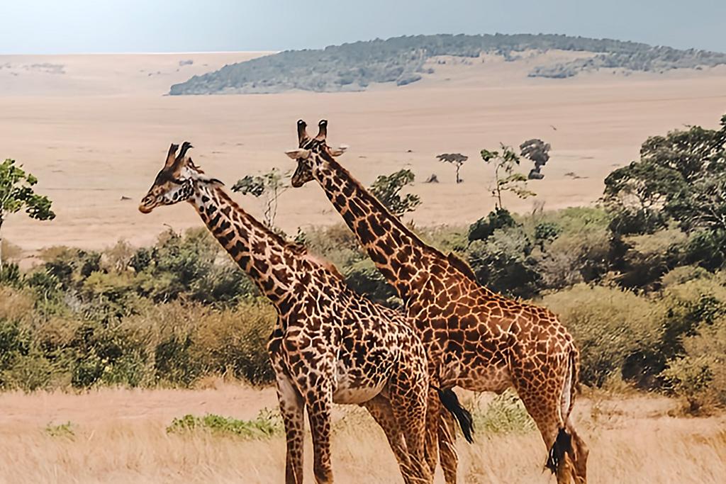 Combiné Diamonds Malindi 4* Sup + Safari Kudu Camp 2 nuits, Combiné Kenya par Ôvoyages