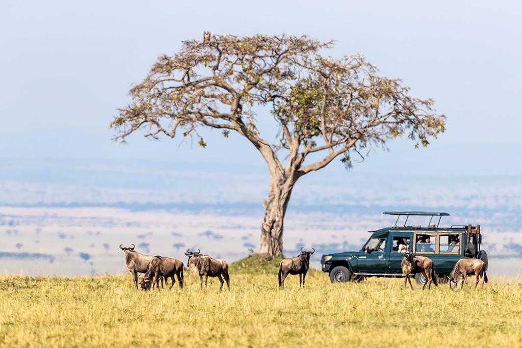 Combiné Safari inoubliable au Kenya : Masai Mara, Naivasha & Amboseli & Ôclub Experience Papillon Lagoon Reef 4*, Combiné Kenya par Ôvoyages Combiné Safari inoubliable au Kenya : Masai Mara, Naivasha & Amboseli & Ôclub Experience Papillon Lagoon Reef 4*, Combiné Kenya par Ôvoyages