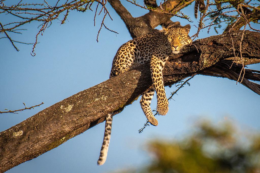 Combiné Safari inoubliable au Kenya : Masai Mara, Naivasha & Amboseli & Ôclub Experience Papillon Lagoon Reef 4*, Combiné Kenya par Ôvoyages Combiné Safari inoubliable au Kenya : Masai Mara, Naivasha & Amboseli & Ôclub Experience Papillon Lagoon Reef 4*, Combiné Kenya par Ôvoyages