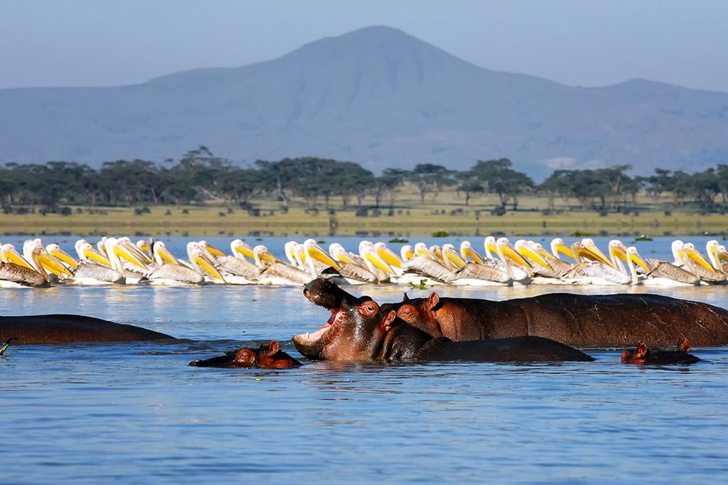 Combiné Safari inoubliable au Kenya : Masai Mara, Naivasha & Amboseli & Ôclub Experience Papillon Lagoon Reef 4*, Combiné Kenya par Ôvoyages Combiné Safari inoubliable au Kenya : Masai Mara, Naivasha & Amboseli & Ôclub Experience Papillon Lagoon Reef 4*, Combiné Kenya par Ôvoyages