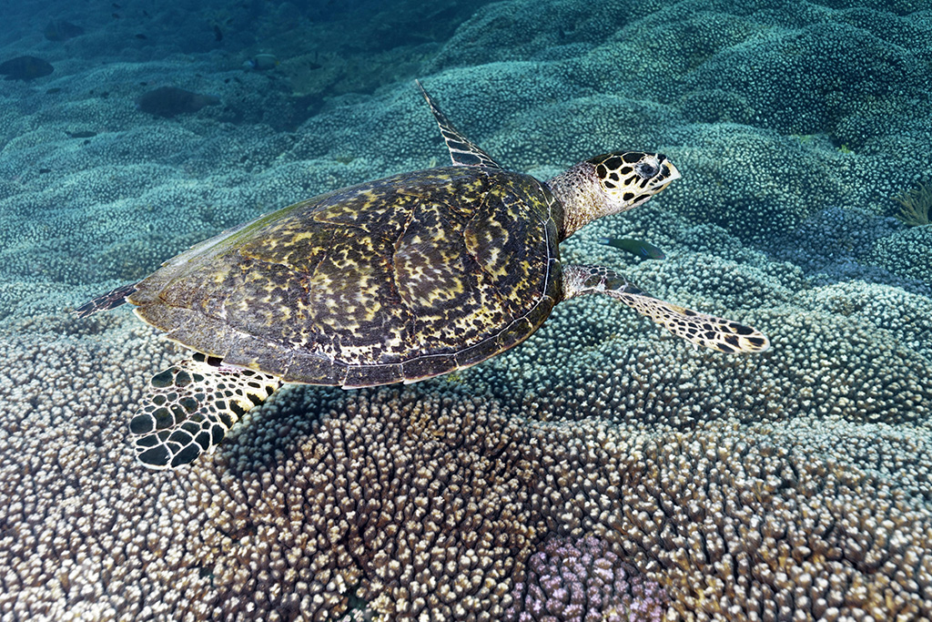 Mövenpick Hotel & Apartments Ghala Muscat 5* by Ôvoyages avec activités incluses, Séjour Oman par Ôvoyages