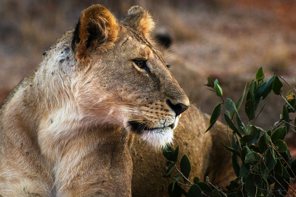 Combiné Ôclub Select Diamonds Malindi 5* + Safari Kudu Camp 2 nuits, Séjour Kenya par Ôvoyages