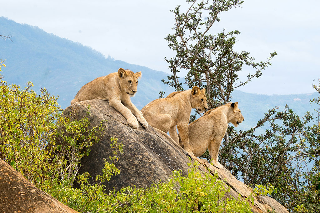 Combiné Ôclub Select Diamonds Malindi 5* + Safari Kudu Camp 2 nuits, Séjour Kenya par Ôvoyages