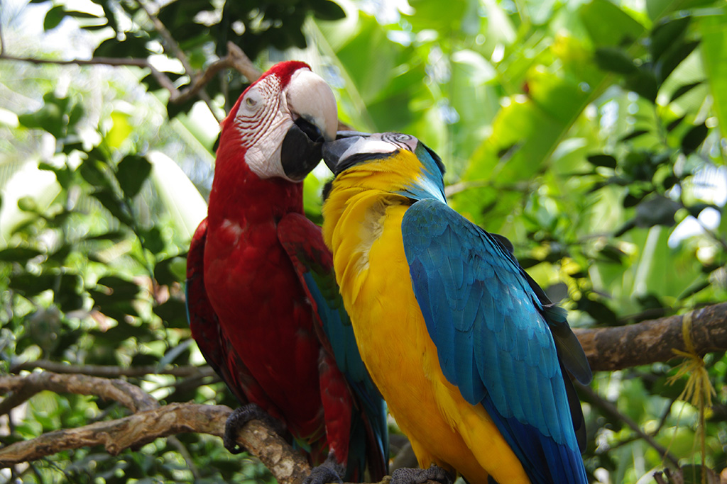 Combiné Ôclub Select Grand Sirenis Cartagena 5* & Santa Marta et parc national de Tayrona, Séjour Colombie, Carthagène par Ôvoyages