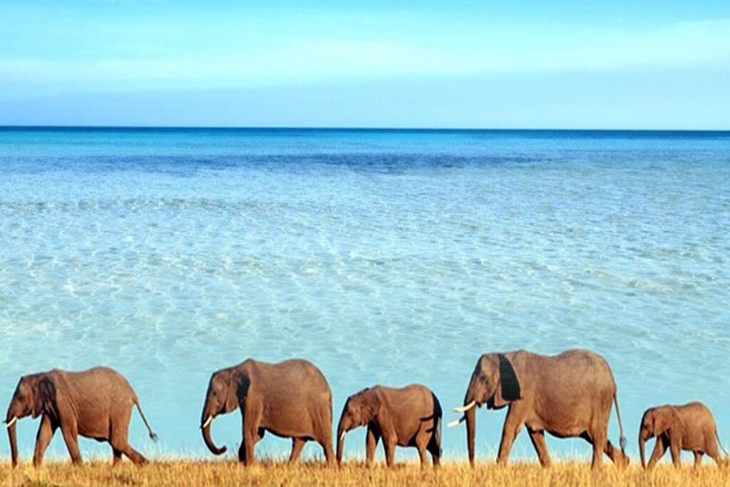 Tanzanie - Zanzibar - Ôclub Zen Pearl Beach Resort 4* + Safari 2 nuits Parc National de Saadani